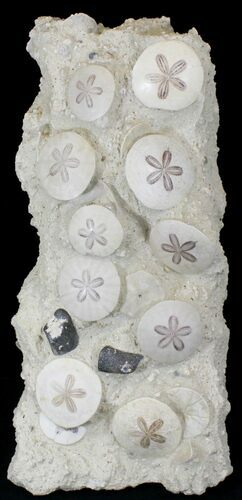Spectacular Fossil Sand Dollar Cluster With Whale Bone #22840